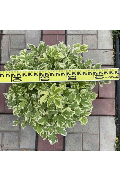 Снить звичайна Варієгата - 3л/вис.20-30см/Ø30-40см